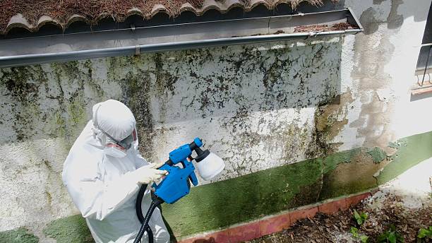 Top rated local Basement Mold Removal specialists in Portland, OR